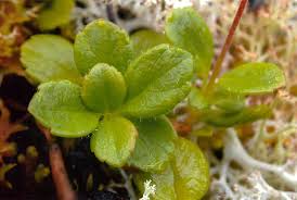Attēlu rezultāti vaicājumam “Linnaea borealis leaf”