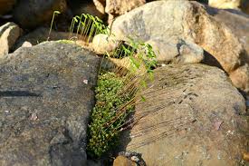 Attēlu rezultāti vaicājumam “Bryum bimum”
