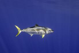 Image result for Thunnus albacares