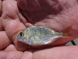 Image result for Rhabdosargus holubi