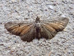 Attēlu rezultāti vaicājumam “Eupithecia icterata”