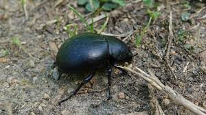 Attēlu rezultāti vaicājumam “Tenebrionidae”