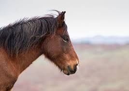 Attēlu rezultāti vaicājumam “Equus ferus caballus”
