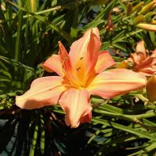 Image result for Hemerocallis `Moses Fire`