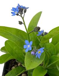 Image result for Myosotis sylvatica