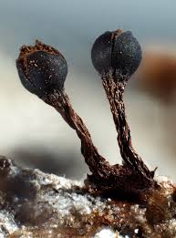 Attēlu rezultāti vaicājumam “Metatrichia floriformis macro”