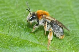 Attēlu rezultāti vaicājumam “Andrena haemorrhoa female”