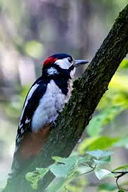 Attēlu rezultāti vaicājumam “Dendrocopos medius nest”