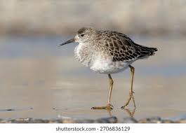 Attēlu rezultāti vaicājumam “Philomachus pugnax adult”