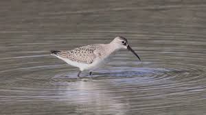Attēlu rezultāti vaicājumam “Calidris ferruginea”