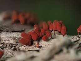 Attēlu rezultāti vaicājumam “Arcyria denudata stalked”