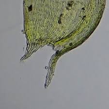 Attēlu rezultāti vaicājumam “Sciuro-hypnum curtum sporophyte”