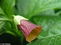 Attēlu rezultāti vaicājumam “Scopolia carniolica flower”