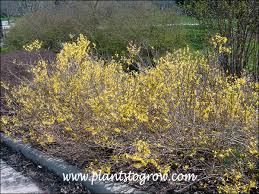 Attēlu rezultāti vaicājumam “Forsythia viridissima flower”