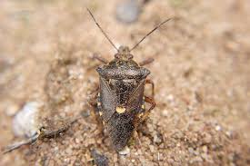 Attēlu rezultāti vaicājumam “Pinthaeus sanguinipes”