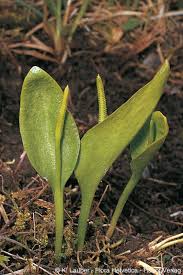 Attēlu rezultāti vaicājumam “Ophioglossum vulgatum”