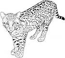 Leopard coloring page