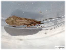 Attēlu rezultāti vaicājumam “Hoplia parvula”