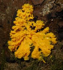 Attēlu rezultāti vaicājumam “Fuligo luteonitens”