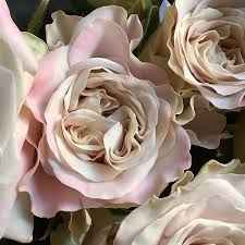 「花薔薇エルフ」の画像検索結果