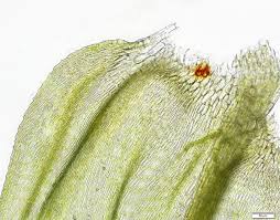 Attēlu rezultāti vaicājumam “Palustriella falcata”