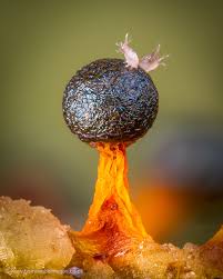 Attēlu rezultāti vaicājumam “Physarum auriscalpium young”