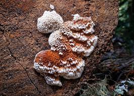 Attēlu rezultāti vaicājumam “Pycnoporellus alboluteus”