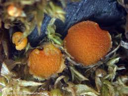 Attēlu rezultāti vaicājumam “Octospora humosa”