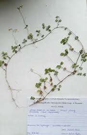 Attēlu rezultāti vaicājumam “Linnaea borealis”