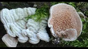 Attēlu rezultāti vaicājumam “Steccherinum bourdotii”