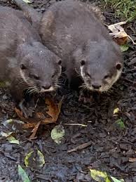 Image result for Eltham Otters