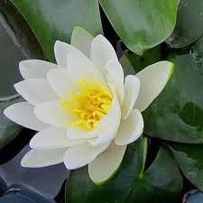 Attēlu rezultāti vaicājumam “Nymphaea candida leaf”