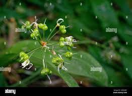 Attēlu rezultāti vaicājumam “Allium ursinum fruit”