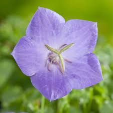 Image result for Glockenblumen