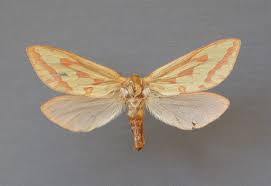 Attēlu rezultāti vaicājumam “Hepialus humuli female”