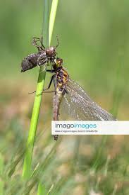 Attēlu rezultāti vaicājumam “Leucorrhinia pectoralis”