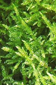 Attēlu rezultāti vaicājumam “Palustriella”