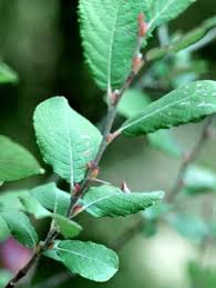 Attēlu rezultāti vaicājumam “Salix aurita leaf”