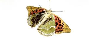 Attēlu rezultāti vaicājumam “Argynnis paphia pupa”