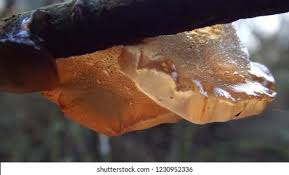 Attēlu rezultāti vaicājumam “Exidia repanda”