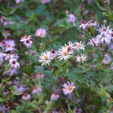 Image result for Aster