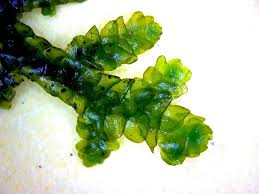 Attēlu rezultāti vaicājumam “Porella platyphylla macro”