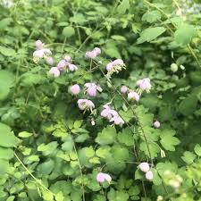 Attēlu rezultāti vaicājumam “Thalictrum”