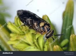 Attēlu rezultāti vaicājumam “Gilpinia”