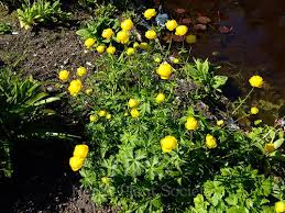 Attēlu rezultāti vaicājumam “Trollius europaeus”