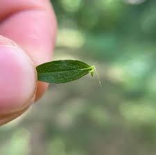 Attēlu rezultāti vaicājumam “Hypericum perforatum leaf”