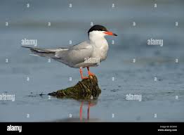 Attēlu rezultāti vaicājumam “Sterna hirundo adult”