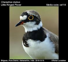 Attēlu rezultāti vaicājumam “Charadrius dubius”