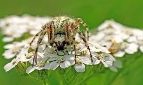 Attēlu rezultāti vaicājumam “Aculepeira ceropegia”