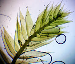 Attēlu rezultāti vaicājumam “Pseudotaxiphyllum elegans macro”